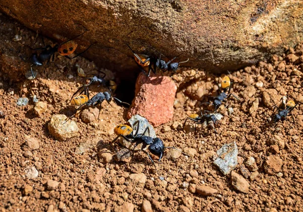 Fourmis Baudruches Dans Savane Afrique Australe — Photo