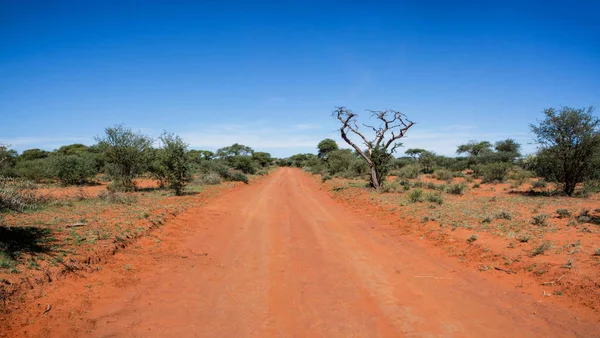Northern Cape Savannah mesafe içine kapalı kırmızı kirli parça uzanır