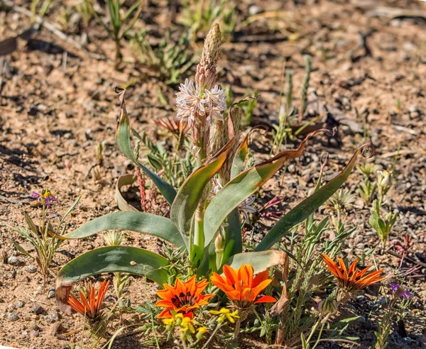 Trachyandra falcata kır çiçekleri Namaqualand, Güney Afrika