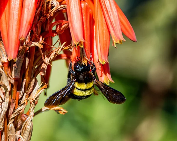 kadın marangoz arı nektarı kırmızı Aloe çiçek Güney Afrika dan toplama
