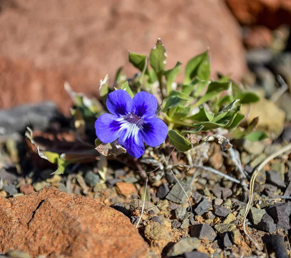 Aptosimum Indivisum Flower Southern African Savanna — Stock Photo, Image