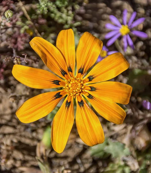 Gazania Lichtensteinii Wildflower Namaqualand Südafrika — Stockfoto