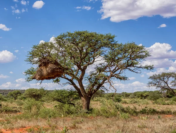 Geselliges Webernest Kameldornbaum Der Nördlichen Kap Savanne Südafrika — Stockfoto