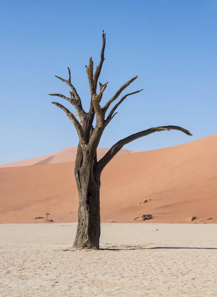 Deadvlei Namibië Gekenmerkt Door Donkere Dood Kameel Thorn Tree Contrast — Stockfoto