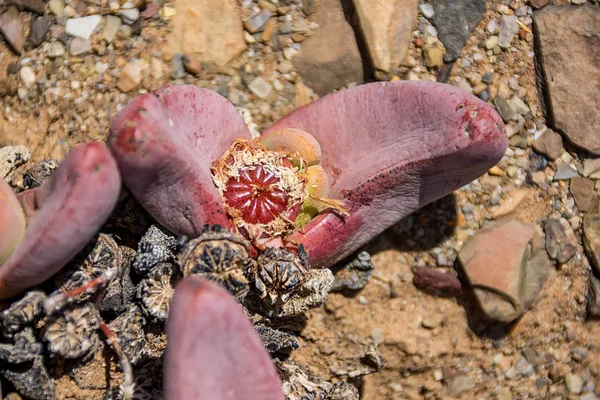 Primer Plano Las Plantas Tanquana Prismatica Norte Del Cabo Sudáfrica —  Fotos de Stock