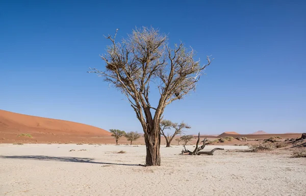 Deadvlei 나미비아 — 스톡 사진