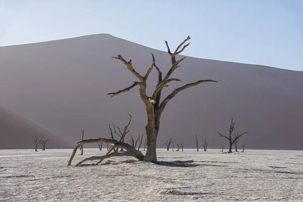 Deadvlei Namibia Gekennzeichnet Durch Dunkle Abgestorbene Kameldornbäume Kontrast Weißem Pfannenboden — Stockfoto