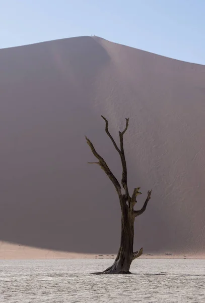 Deadvlei Намибии Характеризуется Темным Мертвым Верблюжьим Шипом Дерево Контрастирует Белой — стоковое фото