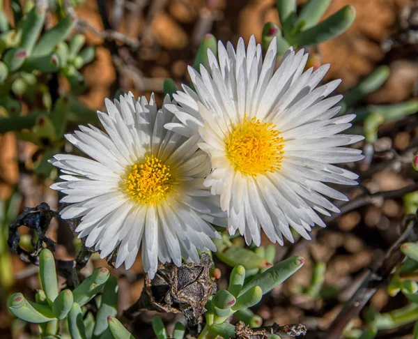 Lampranthus reptans flower in Northern Cape, South Africa