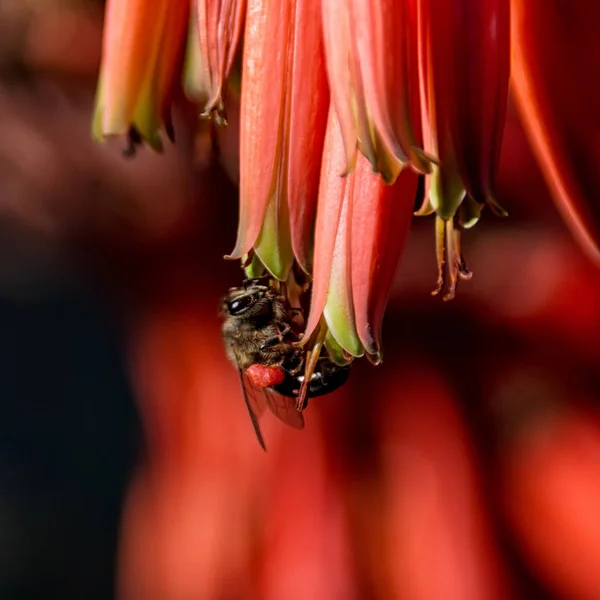 南部アフリカの赤いアロエの花の上に座って岬ミツバチのクローズ アップ — ストック写真