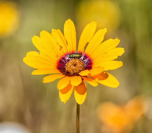 Paraşüt Daisy kır çiçeği Namaqualand, Güney Afrika için hata