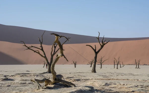 Deadvlei Namibië Gekenmerkt Door Donkere Dood Kameel Thorn Bomen Contrast — Stockfoto