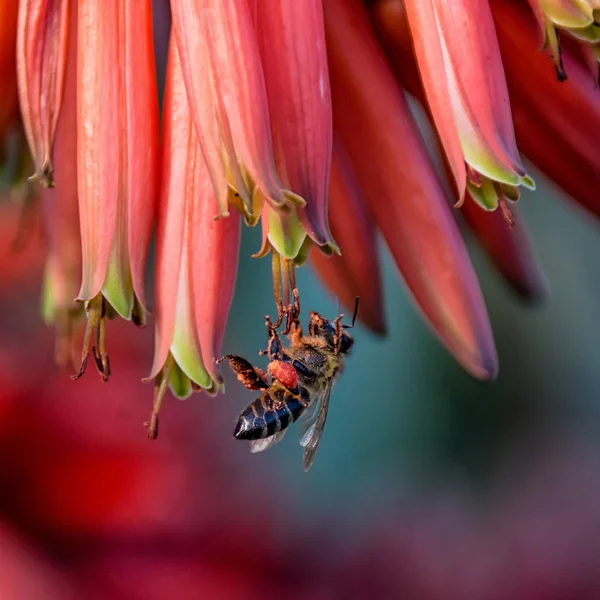 背景をぼかした写真の赤いアロエの花岬ミツバチ — ストック写真