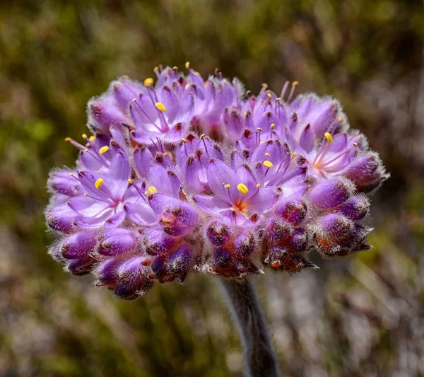 Primer Plano Dilatris Corymbosa Flores Sur Del Cabo Sudáfrica —  Fotos de Stock