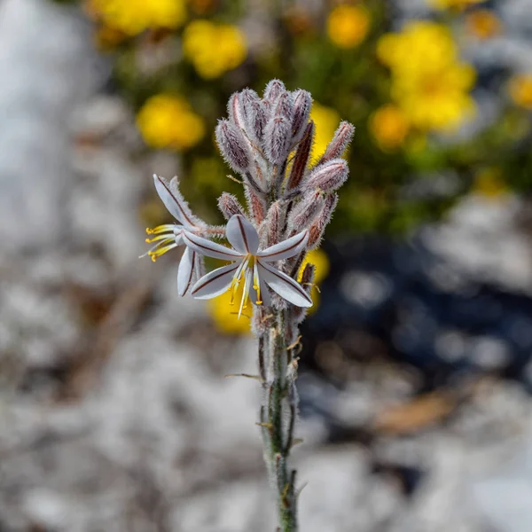 Primer Plano Trachyandra Hirsutiflora Flor Sur Del Cabo Sudáfrica —  Fotos de Stock