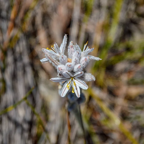 Primer Plano Trachyandra Hirsutiflora Flor Sur Del Cabo Sudáfrica —  Fotos de Stock