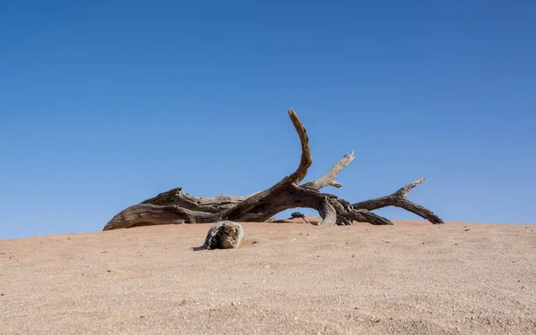 Мертвые Верблюжьи Шипы Плоской Глиняной Кастрюле Дедвлей Намибия — стоковое фото