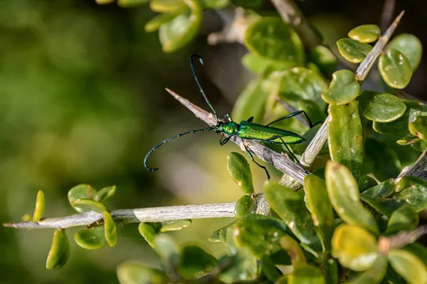 Primer Plano Escarabajo Longhorn Metálico Común Arbusto Verde Sur África —  Fotos de Stock