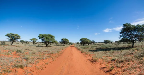 Northern Cape Savannah mesafe içine kapalı kırmızı kirli parça uzanır