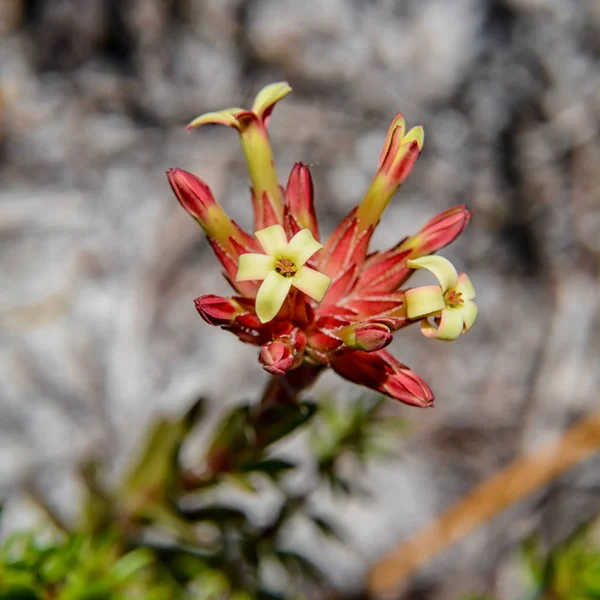 Crassula Obtusa Fiori Southern Cape Sud Africa — Foto Stock