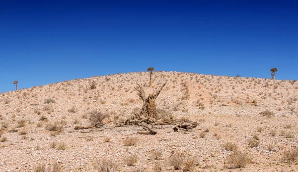 Мертвое Дерево Колчанов Южноафриканской Саванне — стоковое фото