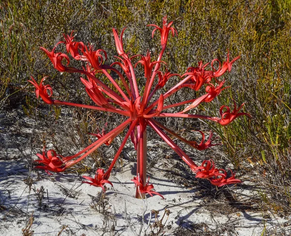 Flor Brinsvigia Orientalis Southern Cape Sudáfrica —  Fotos de Stock