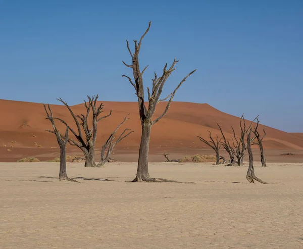 Deadvlei Namibie Caractérisé Par Des Arbres Épines Chameau Mortes Foncées — Photo