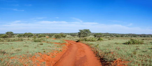 Northern Cape Savannah mesafe içine kapalı kırmızı kirli parça uzanır