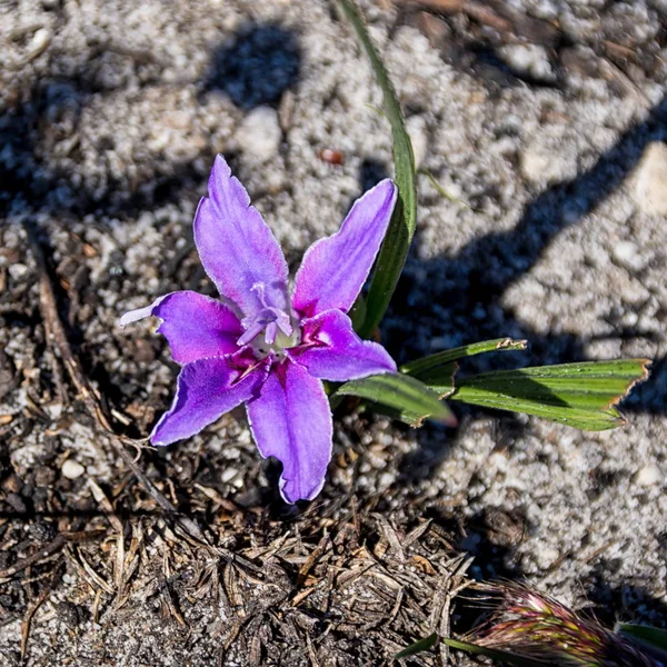 Babiana Ambigua Flower Southern Cape South Africa — Stock Photo, Image