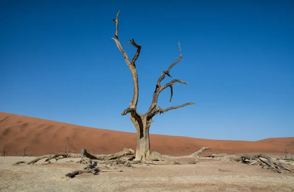 Deadvlei Namibie Caractérisé Par Une Épine Chameau Sombre Morte Contrastant — Photo