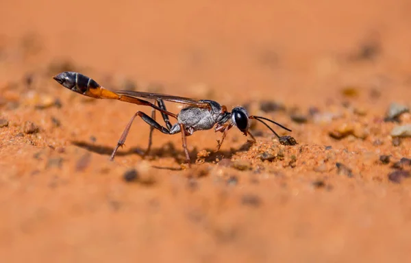 Közelkép Ammophila Darázs Alatt Ásni Vörös Homok Dél Afrikai Köztársaság — Stock Fotó