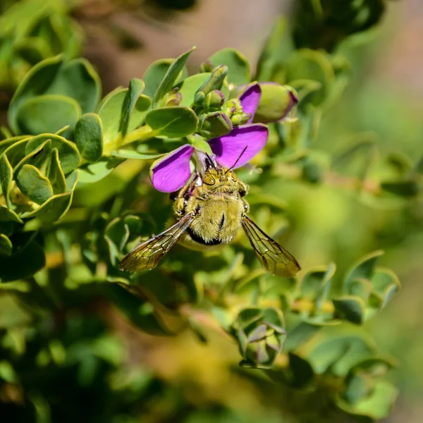 male Carpenter Bee on bush of pink flowers in Southern Africa