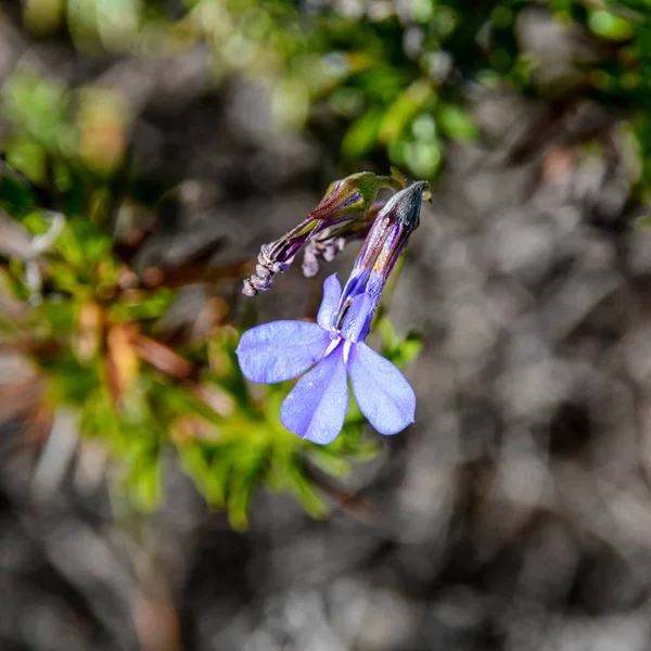 Lobelia Pinifolia Flowers Southern Cape South Africa — Stock Photo, Image