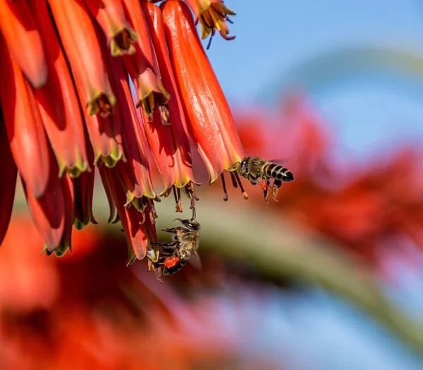 岬ミツバチ アフリカ南部の赤いアロエの花の採餌 — ストック写真