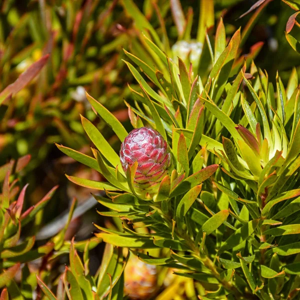 Leucadendron coniferum çiçek, Protea ailesinin Güney Cape, Güney Afrika için