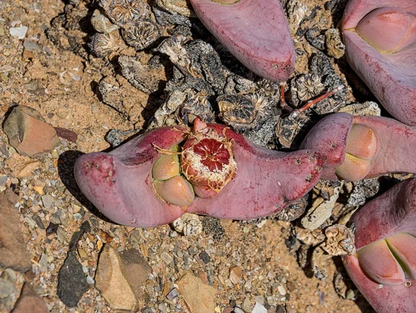Zblízka Tanquana Prismatica Rostlin Northern Cape Jižní Afrika — Stock fotografie