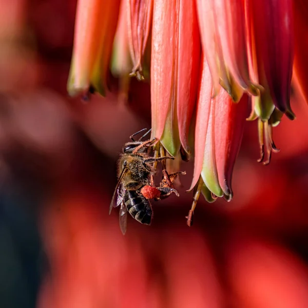 Bal arısı Güney Afrika'da kırmızı Aloe çiçek pollinating, yakın çekim