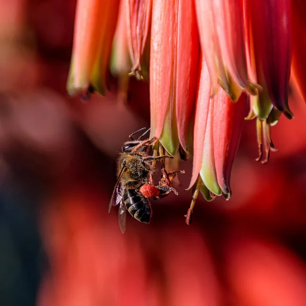 南部アフリカの赤いアロエの花を受粉ミツバチのクローズ アップ — ストック写真