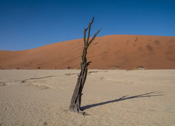 Deadvlei Namibie Caractérisé Par Une Épine Chameau Sombre Morte Contrastant — Photo