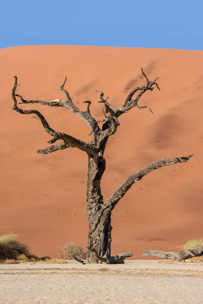 Deadvlei Namibia Kännetecknas Mörka Ihjäl Kamelridning Thorn Tree Kontrasterade Mot — Stockfoto