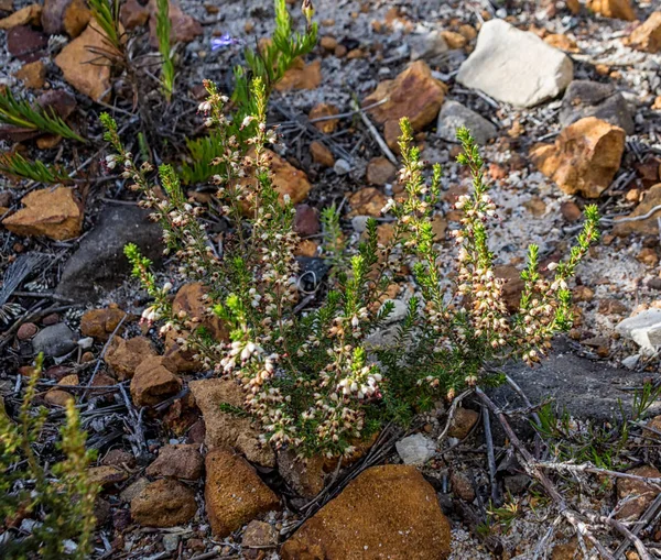 Erica Calycina Çiçek Güney Cape Güney Afrika Için — Stok fotoğraf