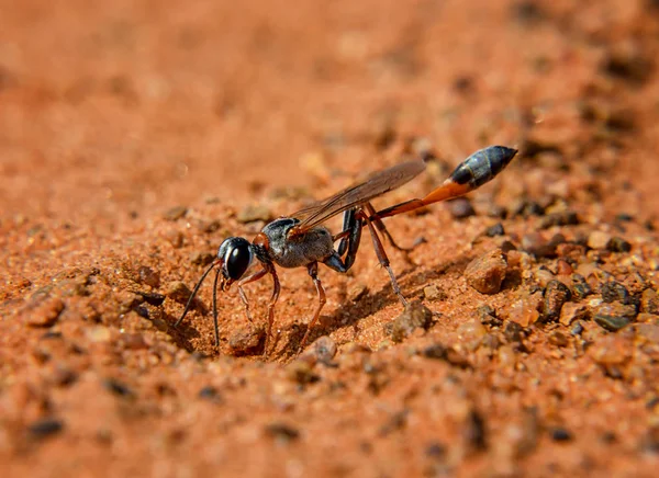 Vespa Ammophila Sul África Savannah — Fotografia de Stock