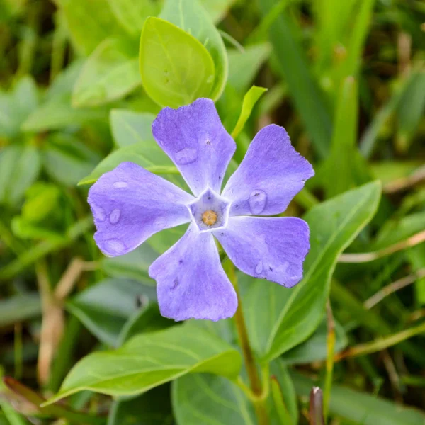 Vinca büyük çiçek bulanık arka plan üzerinde Kapat