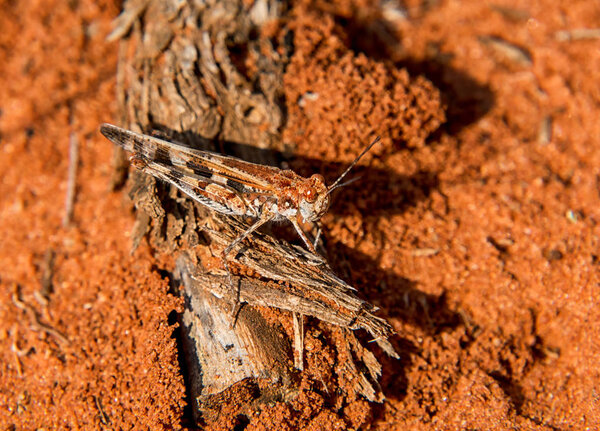 close up of Burrowing Grasshopper in Southern African savanna