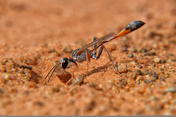 Ammophila Yerden Taş Alarak Wasp Yakın Çekim — Stok fotoğraf