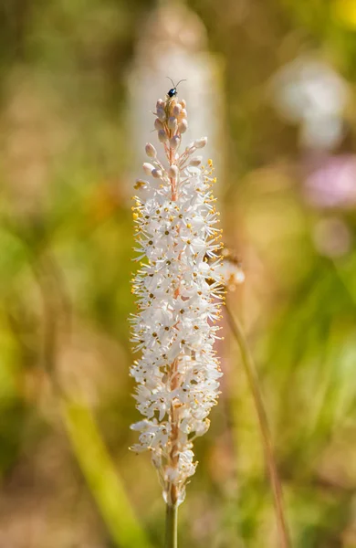 Bulbinella Caudafelis Wildflower Namaqualand Jihoafrická Republika — Stock fotografie