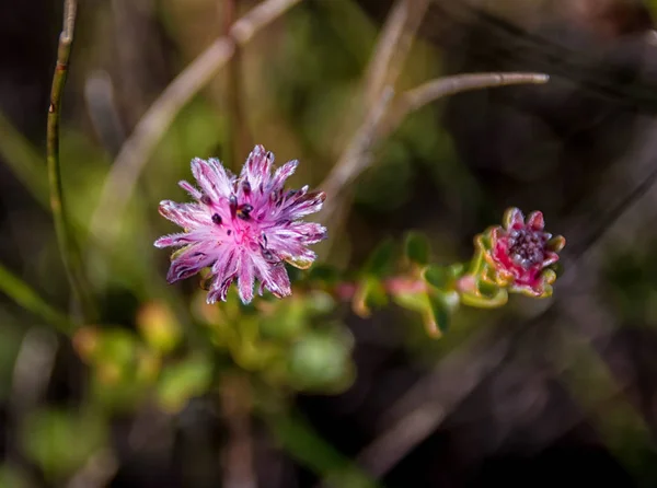 Diastella Divaricata Blüht Südlichen Kap Südafrika — Stockfoto