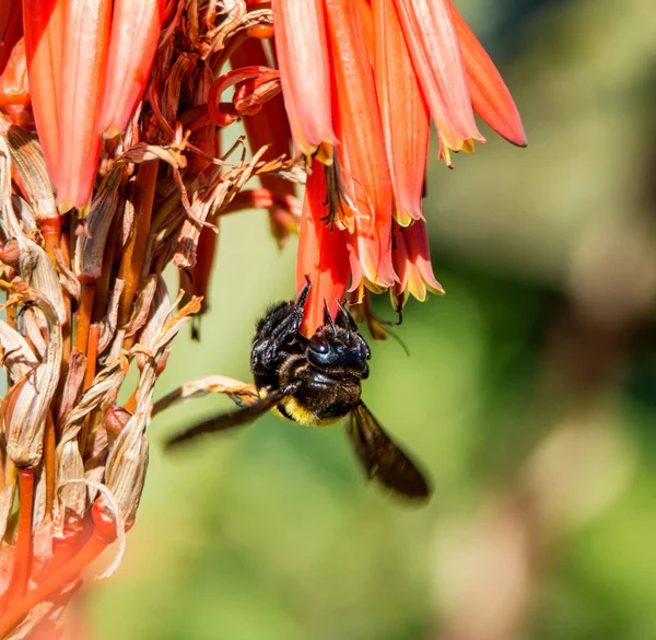kadın marangoz arı nektarı kırmızı Aloe çiçek Güney Afrika dan toplama