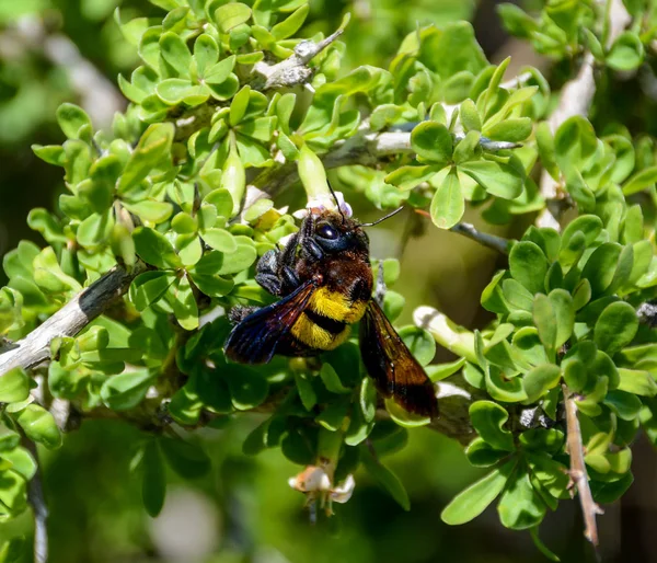 female Carpenter Bee on green bush with white flowers in Southern Africa