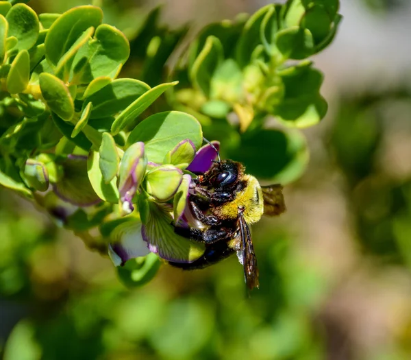 Плотница Пчела Зеленом Кусте Фиолетовыми Цветами Южной Африке — стоковое фото